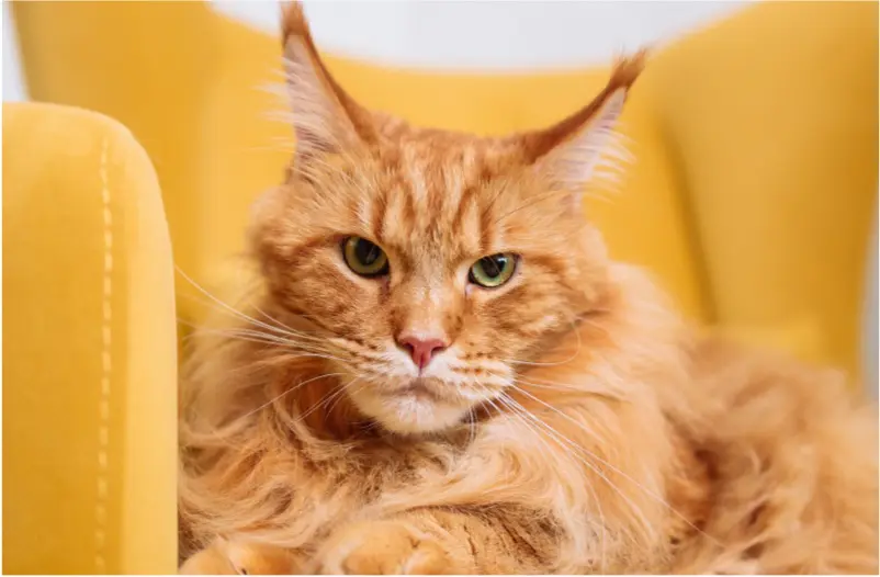 Tips for Moving to a New Home With a Cat