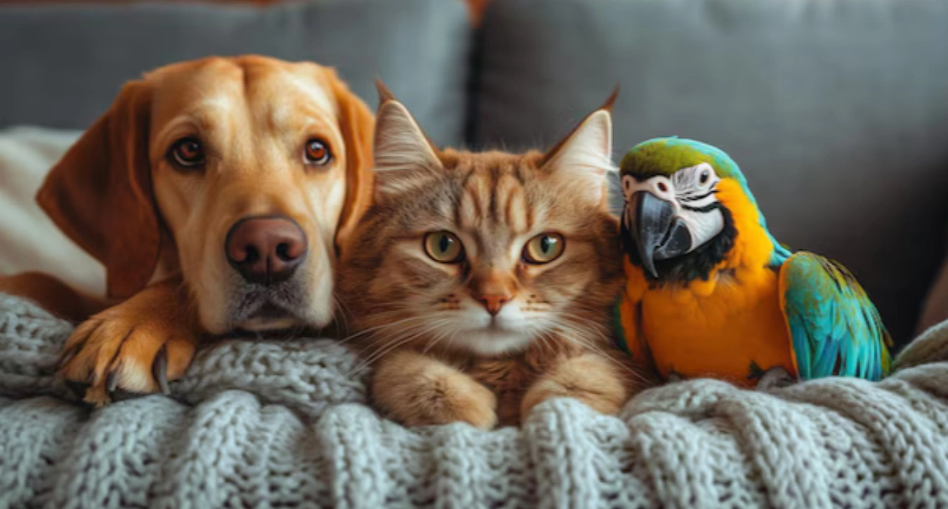 Pee Pads for Older Dogs: Do They Really Work