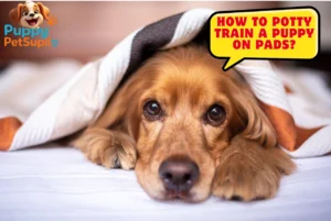 How to potty train a puppy on pads?