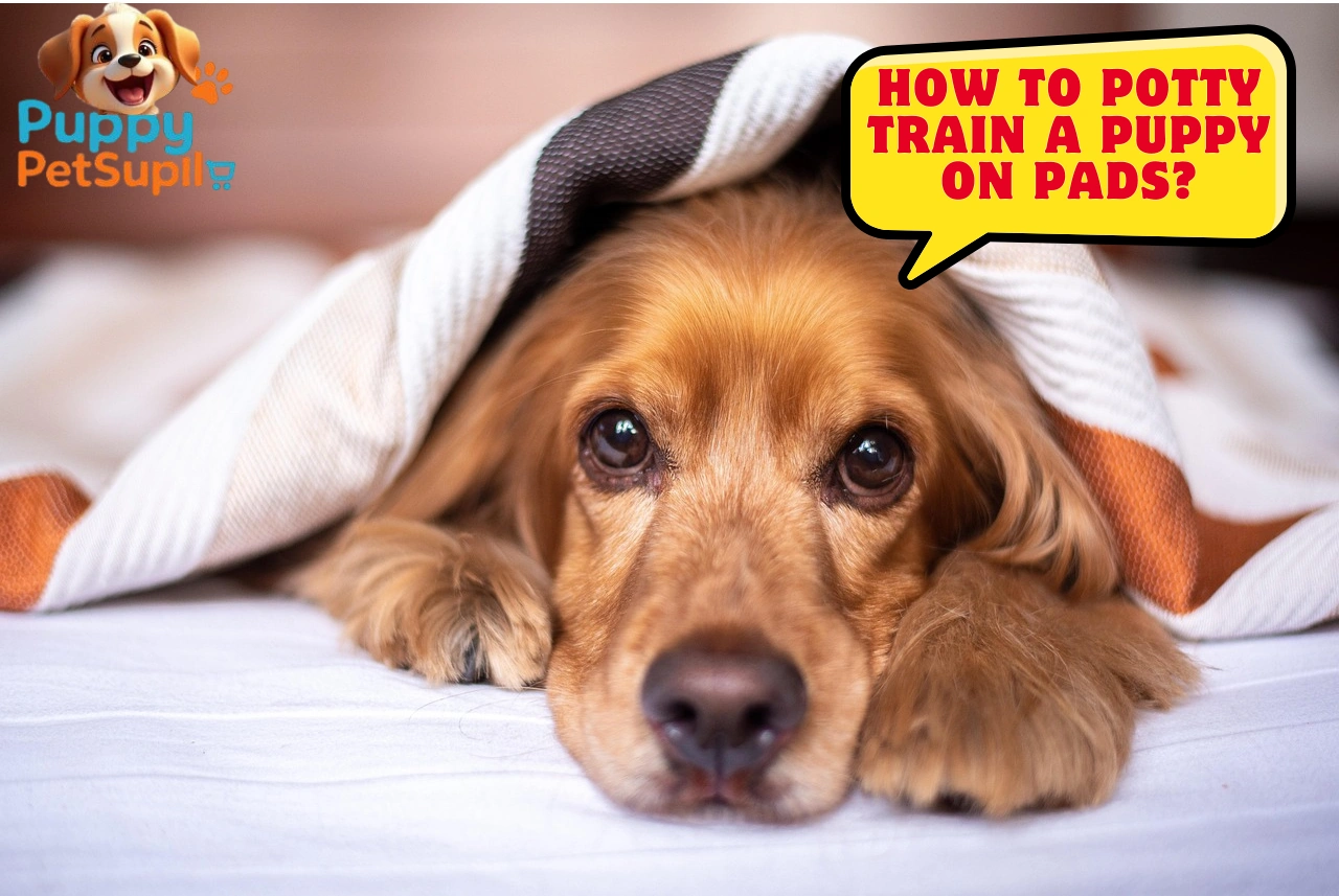 How to potty train a puppy on pads?
