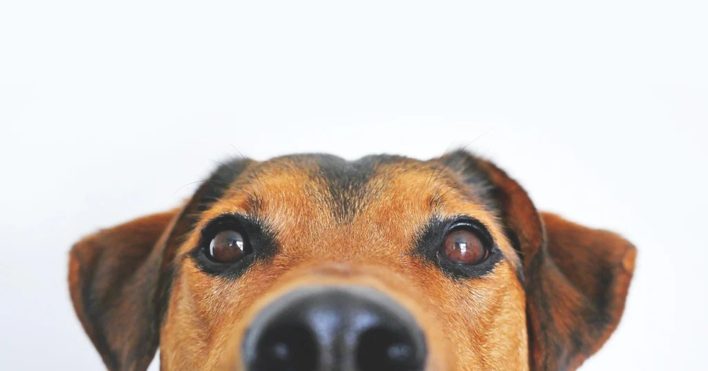 How to potty train a puppy on pads?