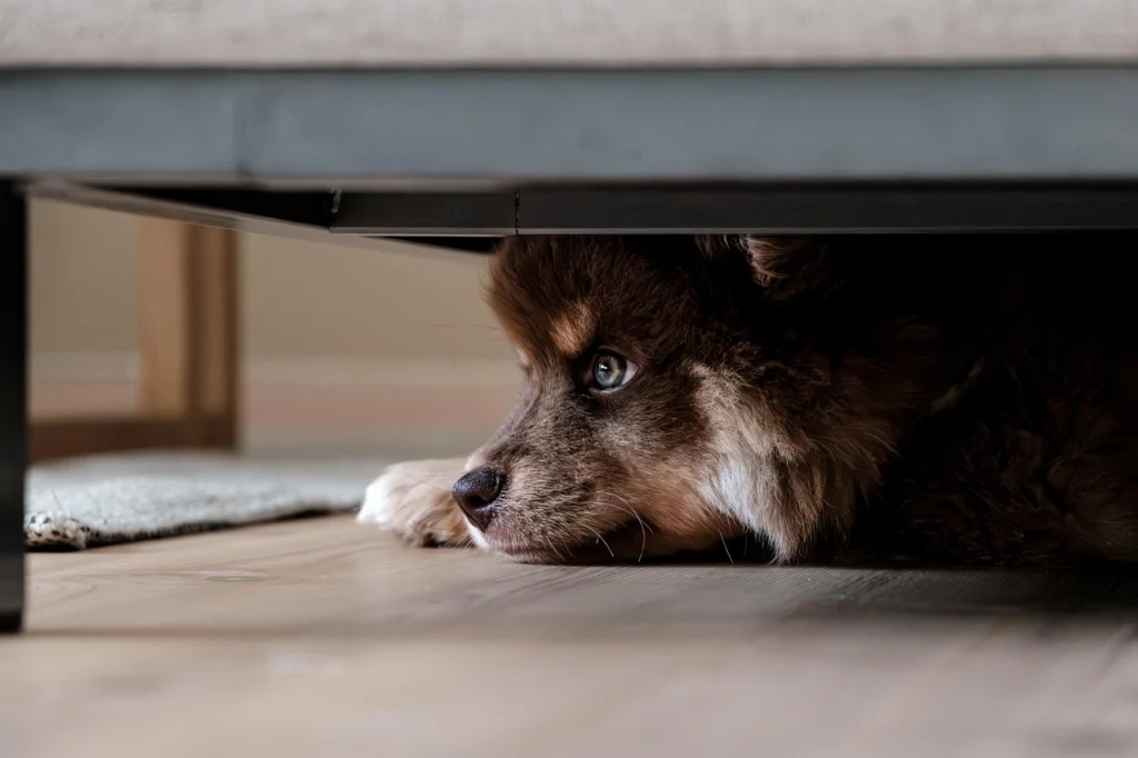 How to potty train a puppy on pads?
