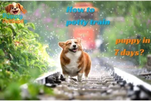 How to potty train puppy in 7 days?