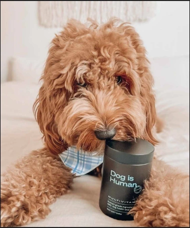 Comprehensive Dog Product Review Upgrade Your Pup's Life